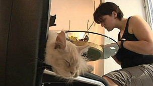猫咖啡厅