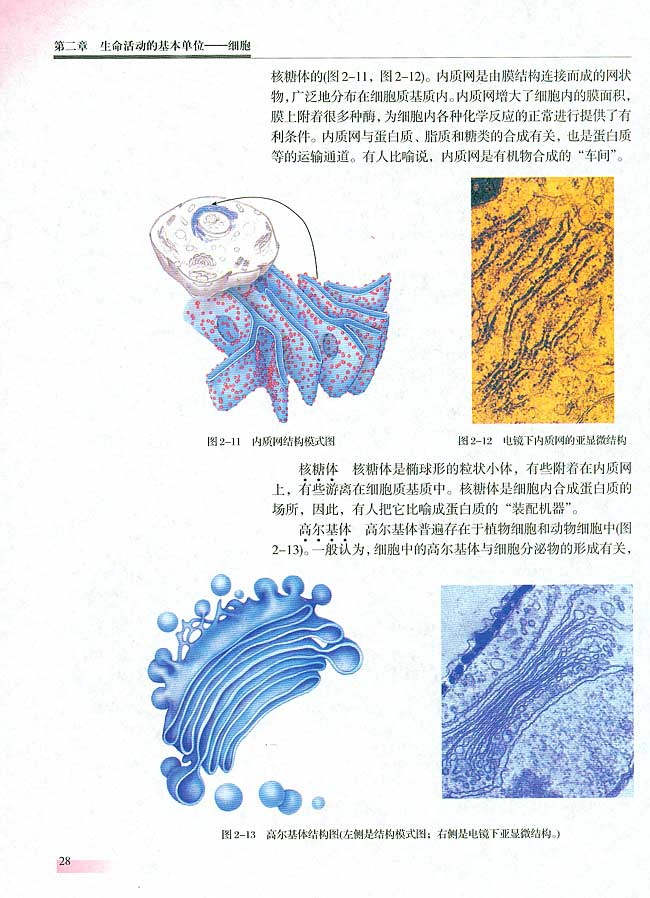 人教版生物必修一电子课本28