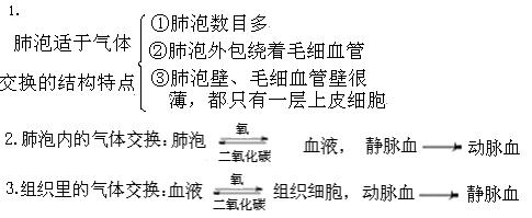中考生物:发生在肺泡内的气体交换 教学案例(第二课时