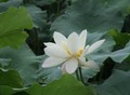 四年级上册说课稿 《找规律》 