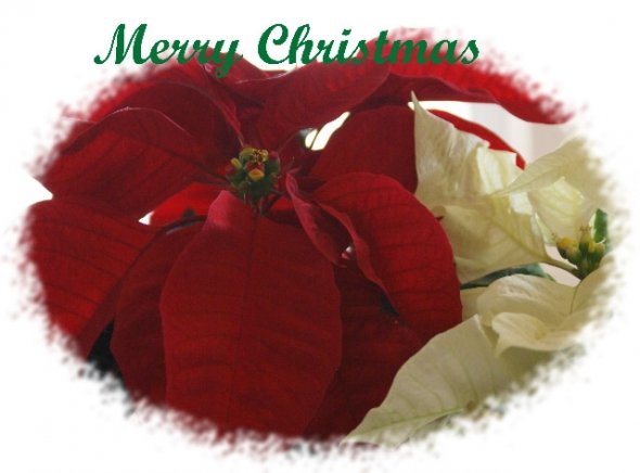 看老外都怎么写圣诞节英文祝福语