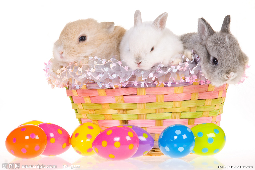 复活节兔子图片(一)