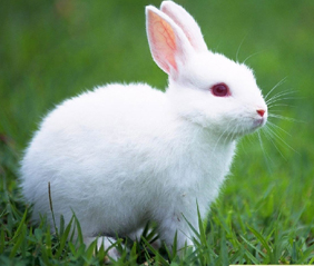 兔子的英文_兔子的作文500字 我的小兔子