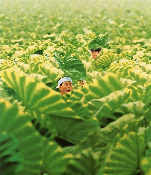 电影课作业《菊次郎的夏天》观后感——据说是19日之前交