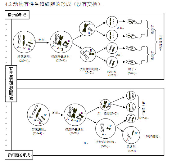 高考生物知识点,2013高考生物,高考生物复习资料, 