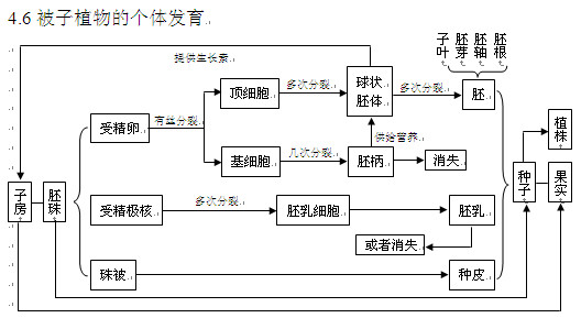 2013高考生物知识点:被子植物个体发育