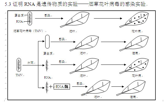 高考生物知识点,2013高考生物,高考生物复习资料, 