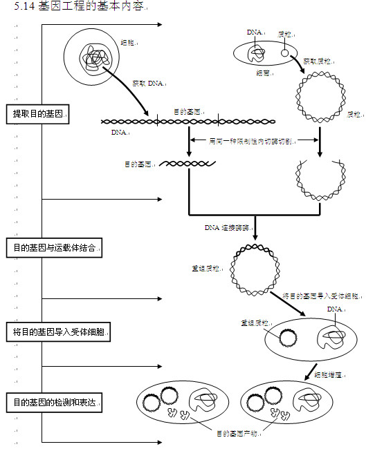 高考生物知识点,2013高考生物,高考生物复习资料, 