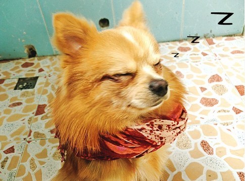 雅思口语天天练:英语口语常用习语