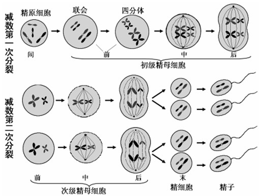 种群和群落,精,细胞融合,水平结构有氧呼吸,无氧呼吸,胚胎工程,植物