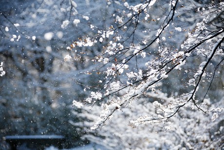 【雪莱,西风颂】