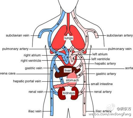 巧记身体各部位的英文说法(图解)