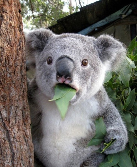 天然萌物:野生考拉走进民居(视频)