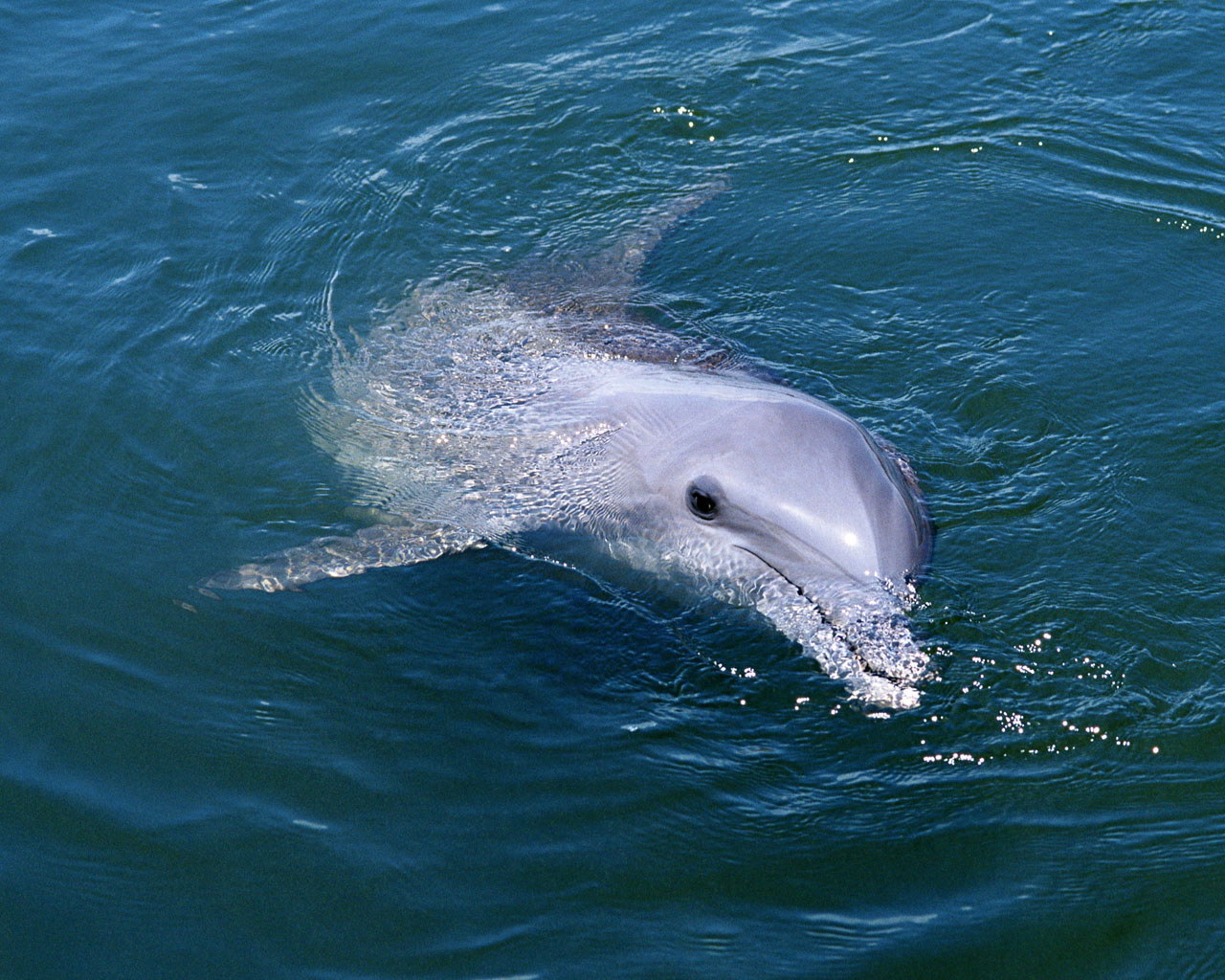 blue whale蓝鲸;  right whale露脊鲸;  fin whale长须鲸;  sperm