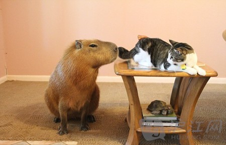 养巨鼠水豚当宠物(图)