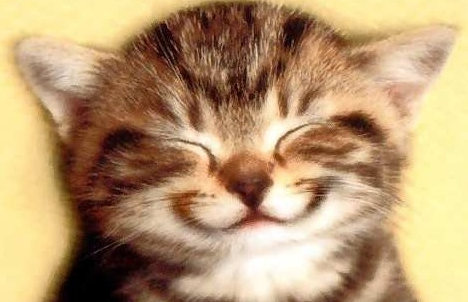 微笑的猫咪