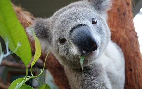 <em>考拉</em>卖萌玩<em>自拍</em> 憨态可掬很上镜(图)_新东方