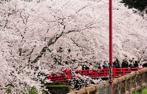 教你识樱花品种 哪款是你的最爱(组图)_新东方网