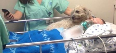 忠狗寸步不离守护受伤主人感动众人