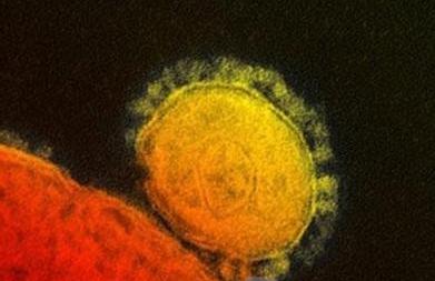  德语新闻：MERS对德国威胁有多大？ 