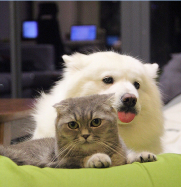 20150704-托福写作真题回忆(中英文word文本