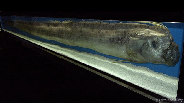 giant oarfish巨型皇带鱼