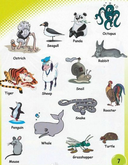 中学生英语学习必备:动物英语单词大全(图)