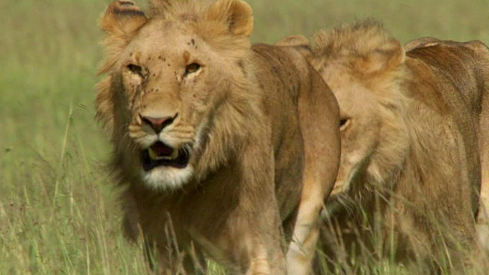 Syrian rebels, Paris attacker and lions poisoned 叙利亚反政府武装，巴黎袭击主谋，狮群被下毒
