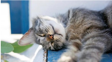 日本爱喵星人：去地中海看猫！