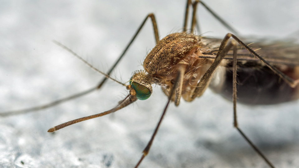 Zika threat and back from space 寨卡病毒威胁美国