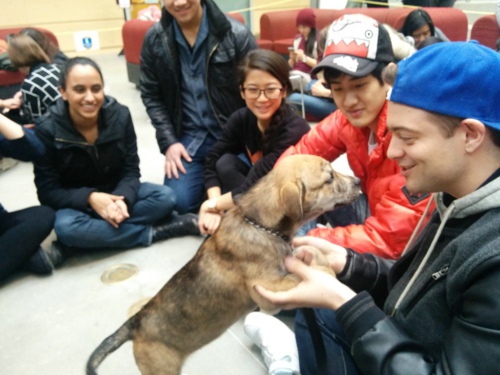 留学减压妙法：西门菲沙大学的狗狗治疗法