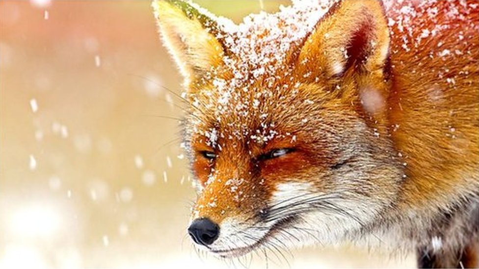 漫话英伦：圣诞与狐狸