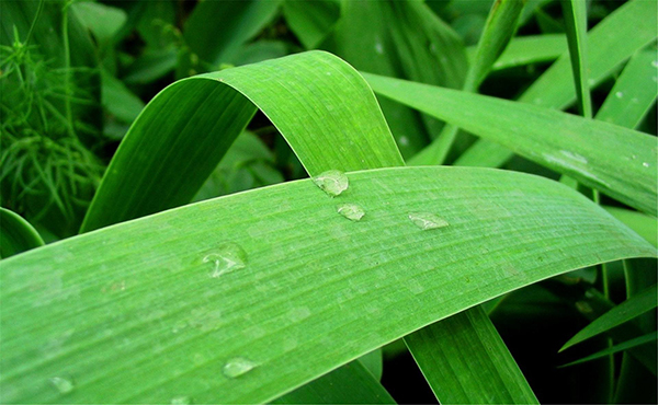 【雅思培训-词汇】词根词缀记忆之S(四)