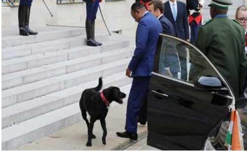 法国的第一狗狗 马克龙夫妇领养的流浪犬（双语）