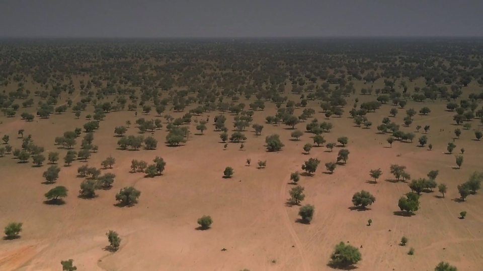 Africa's Great Green Wall 非洲的“绿色长城”