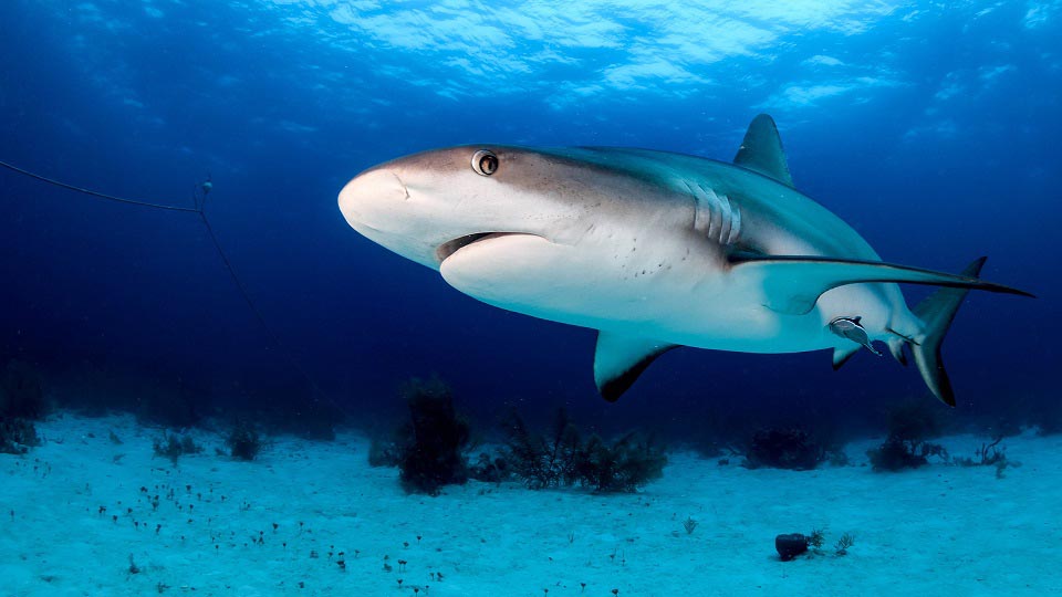 Shark-detecting drones 可探测鲨鱼的无人机