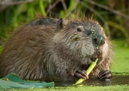 美洲河狸the American beaver介绍:托福词汇