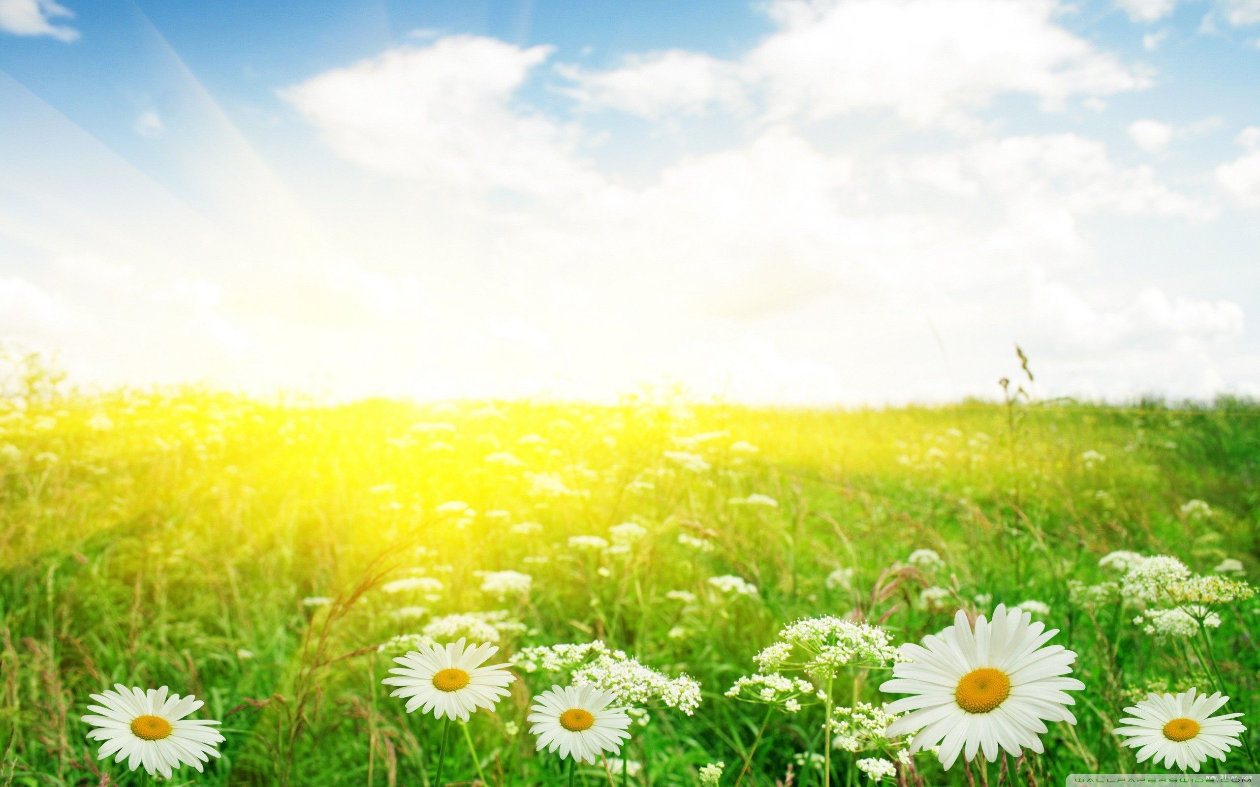 高考化学易错点整合