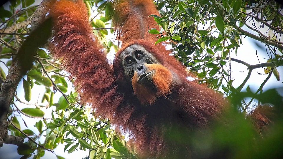 New ape species discovered 科学家发现类人猿新物种