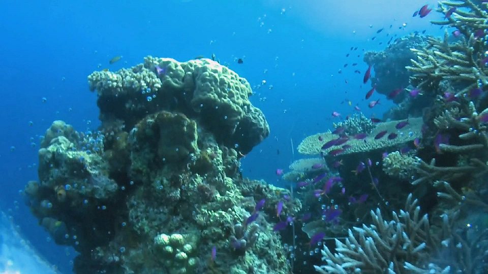 Acidic oceans will reduce sea life, says study 研究说酸性化海洋会导致海洋生物减少
