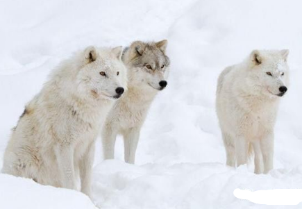 北极狼the Arctic wolf介绍:托福词汇