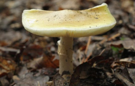 近期，伊朗西部地区有超过800人因食用野生毒蘑菇发生中毒事件。