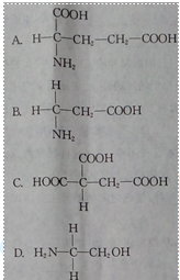 师大附中高一生物第一学期期中试卷及答案