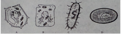 师大附中高一生物第一学期期中试卷及答案