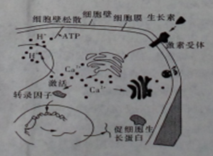 师大附中高一生物第一学期期中试卷及答案