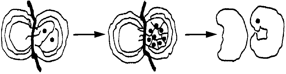 湖南师大附中高一生物第一学期期末试卷及答案