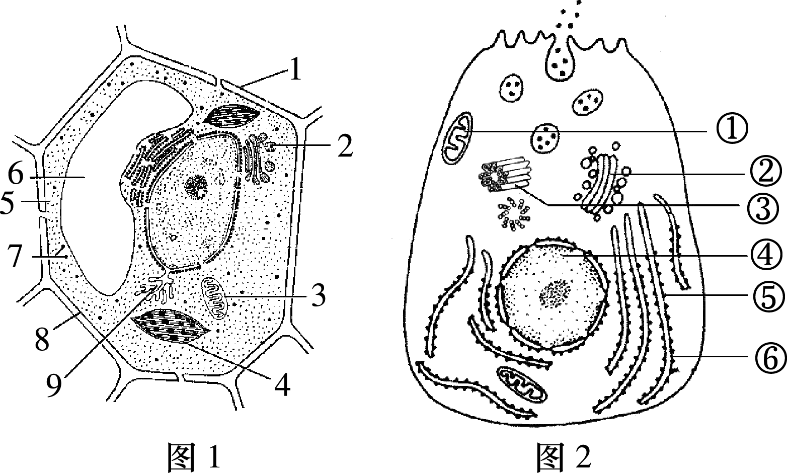 湖南师大附中高一生物第一学期期末试卷及答案