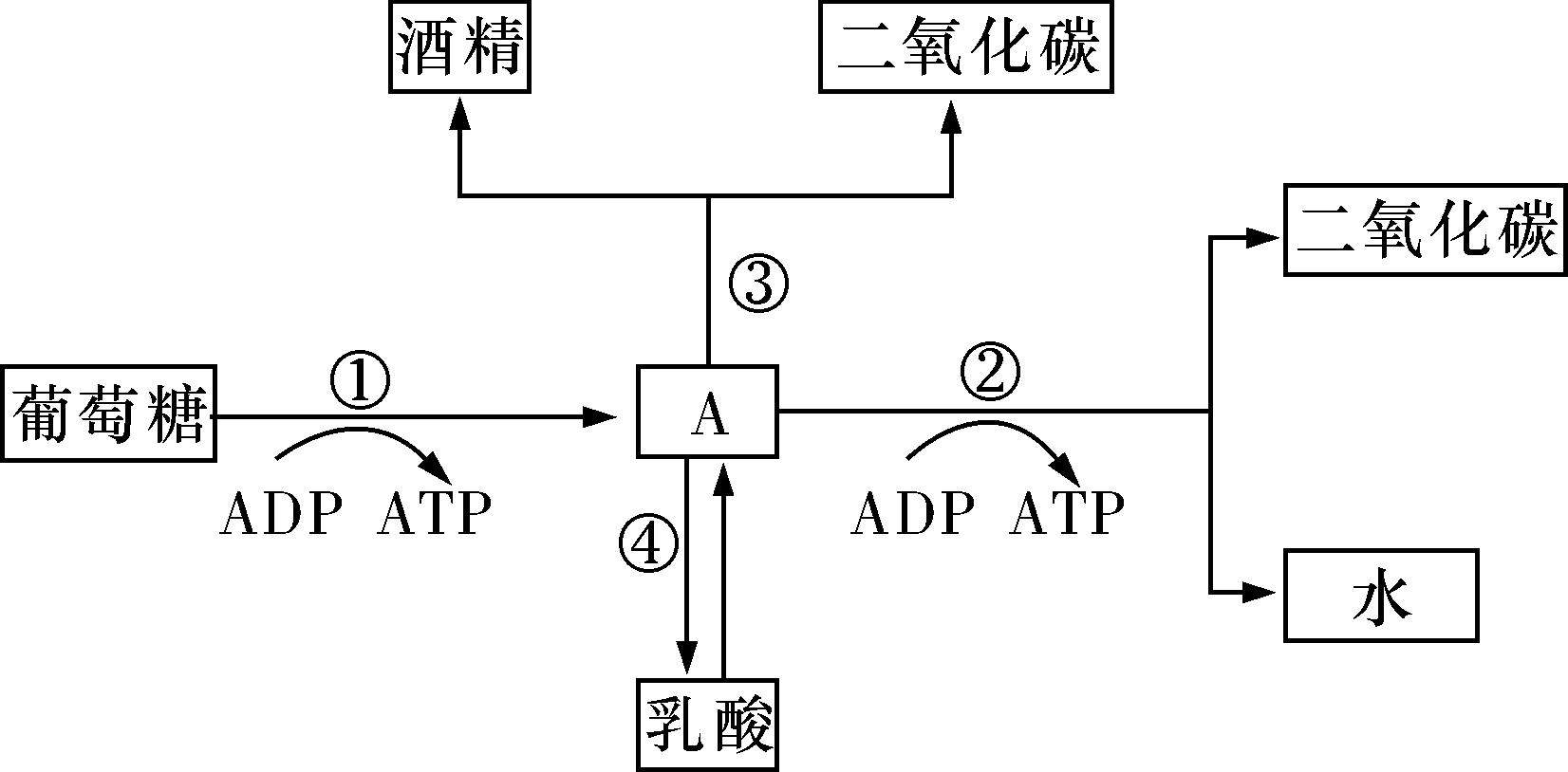 湖南师大附中高一生物第一学期期末试卷及答案