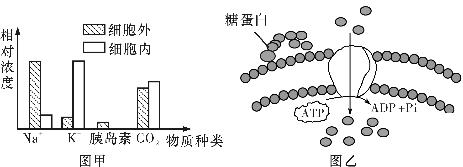 湖南师大附中高一生物第一学期期末试卷及答案