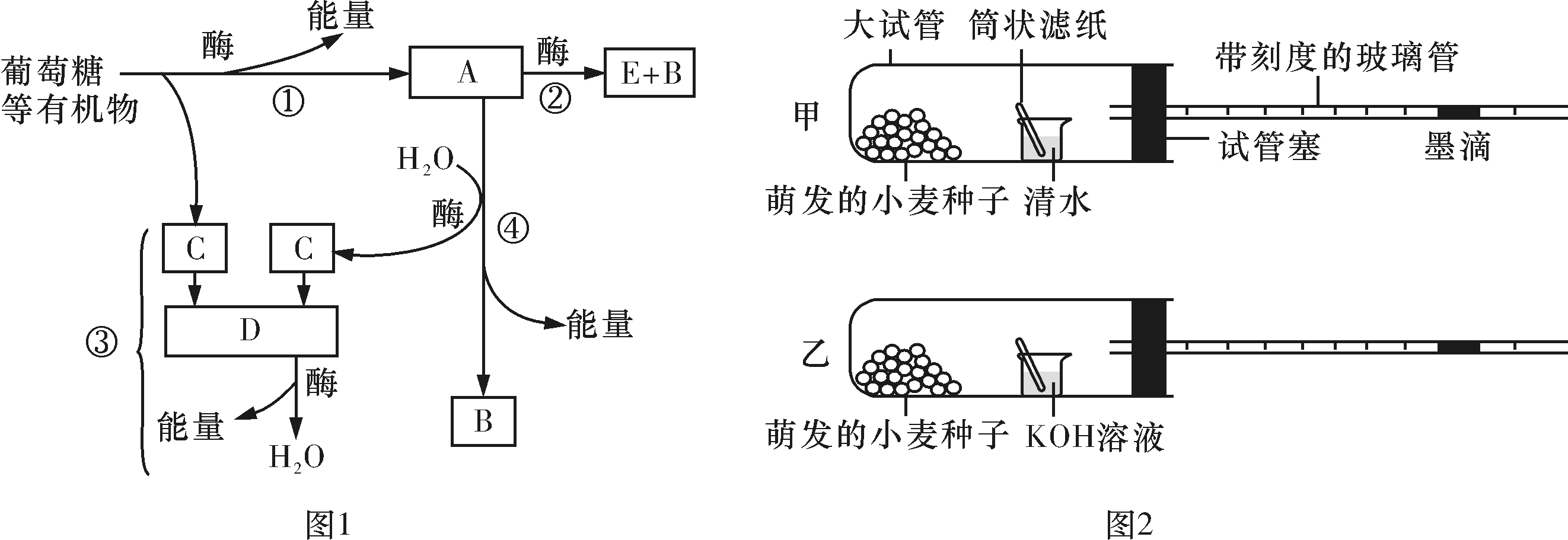 湖南师大附中高一生物第一学期期末试卷及答案